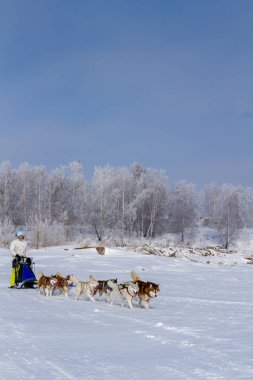 Kışın kar üzerinde kızak köpek yarış kızağı arkasına saklanmış kadın ezme.