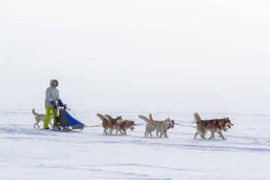 Kışın kar üzerinde kızak köpek yarış kızağı arkasına saklanmış kadın ezme.