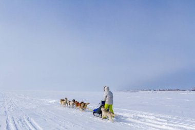 Kışın kar üzerinde kızak köpek yarış kızağı arkasına saklanmış kadın ezme.