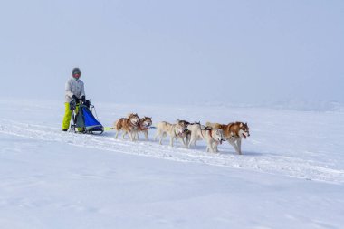 Kışın kar üzerinde kızak köpek yarış kızağı arkasına saklanmış kadın ezme.