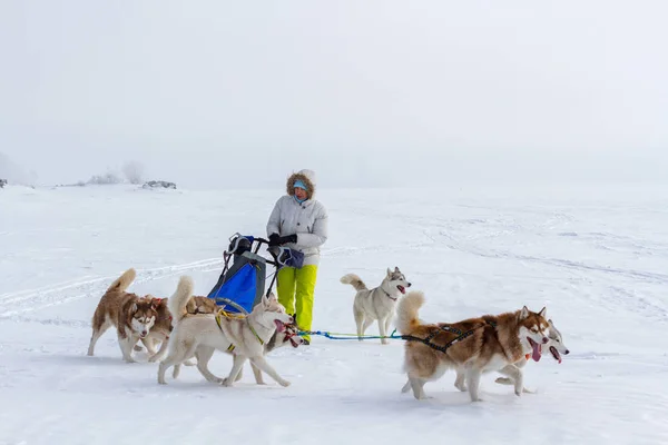 Mulher Musher Escondendo Atrás Trenó Trenó Corrida Cães Neve Inverno — Fotografia de Stock