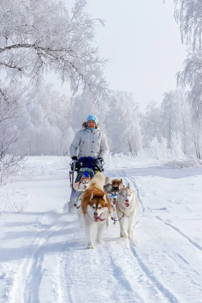 Mujer Musher Escondido Detrás Del Trineo Trineo Carrera Perros Nieve —  Fotos de Stock