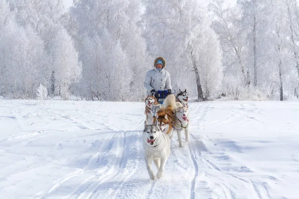 Mujer Musher Escondido Detrás Del Trineo Trineo Carrera Perros Nieve —  Fotos de Stock