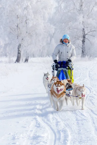 Mulher Musher Escondendo Atrás Trenó Trenó Corrida Cães Neve Inverno — Fotografia de Stock