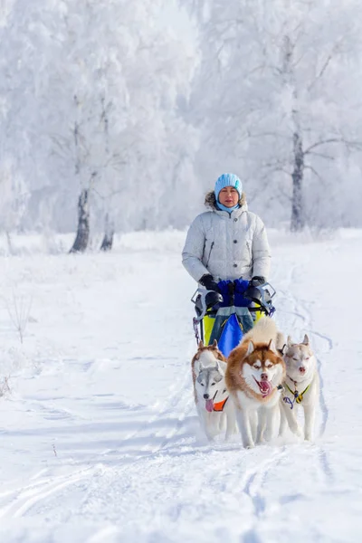 Maszer Kobieta Chowając Się Saniami Wyścigu Psich Zaprzęgów Śniegu Zimie — Zdjęcie stockowe