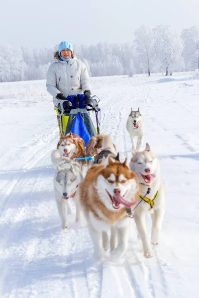 Woman Musher Hiding Sleigh Sled Dog Race Snow Winter — Stock Photo, Image