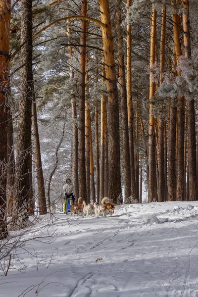 Mujer Musher Escondido Detrás Del Trineo Trineo Carrera Perros Nieve —  Fotos de Stock