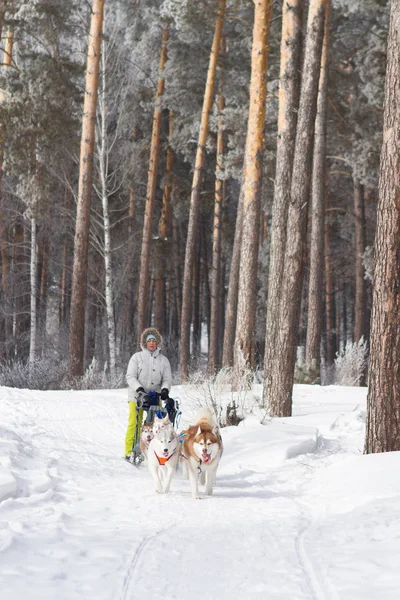 Mujer Musher Escondido Detrás Del Trineo Trineo Carrera Perros Nieve —  Fotos de Stock