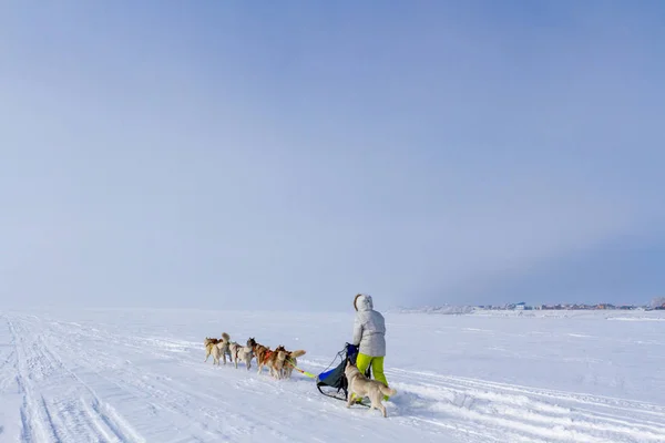 Mujer Musher Escondido Detrás Del Trineo Trineo Carrera Perros Nieve —  Fotos de Stock