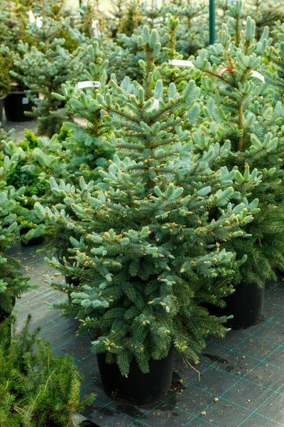 Kolorado Niebieski Świerk Nazwie Naukowej Picea Pungens — Zdjęcie stockowe