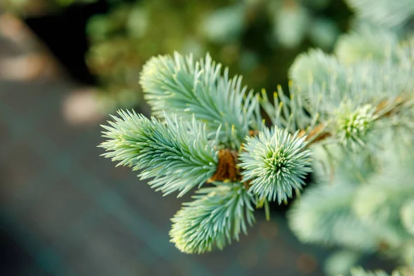 緑の背景に青いトウヒの枝 — ストック写真