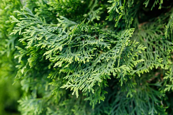 Thuja Smaragd幼儿园春天 — 图库照片