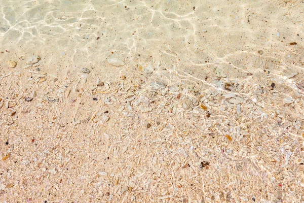 Korallen Mit Muscheln Gelben Sand Gelber Sand Sommer Strand Hintergrund — Stockfoto