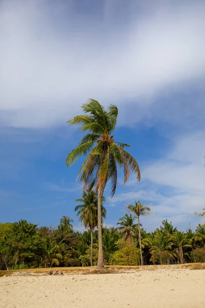 Playa Tropical Perfecta Con Arena Palmeras Vista Del Palmeral — Foto de Stock