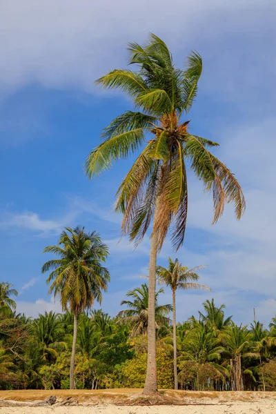 Playa Tropical Perfecta Con Arena Palmeras Vista Del Palmeral — Foto de Stock