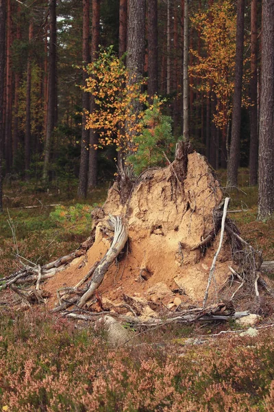 Wortels Van Een Boom Gevallen Een Orkaan Het Bos — Stockfoto