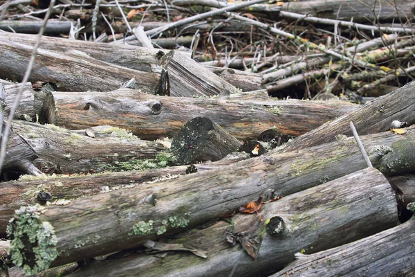 Pile Dry Tree Trunks Cut Firewood — Stock Photo, Image