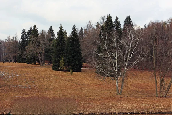 Árboles Bosque Primavera — Foto de Stock