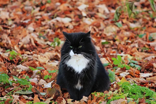 Чорний Кіт Осінньому Газоні — стокове фото