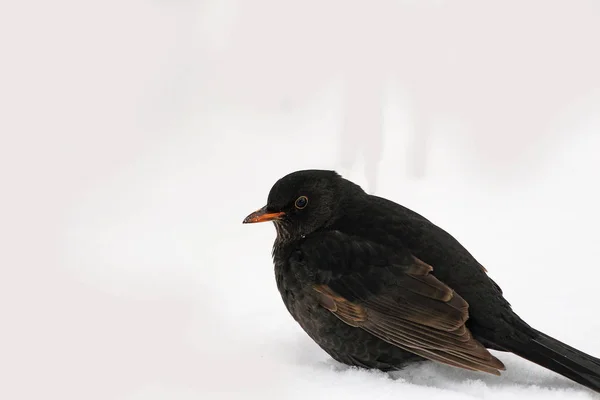 Blackbird Белом Снегу — стоковое фото