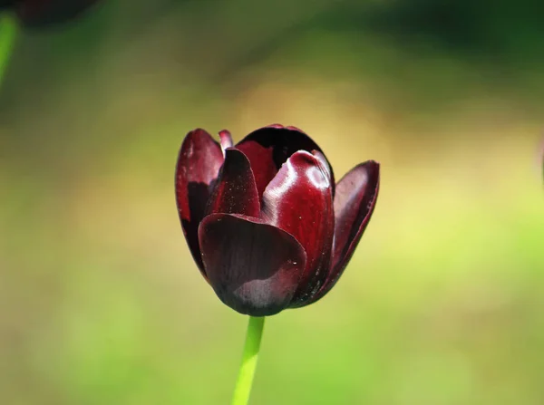 Schwarze Tulpe Auf Grünem Verschwommenem Hintergrund — Stockfoto