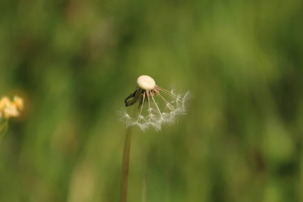タンポポの草原で飛んで — ストック写真