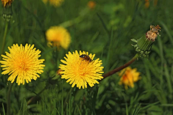 黄色いタンポポにストライプの蜂 — ストック写真