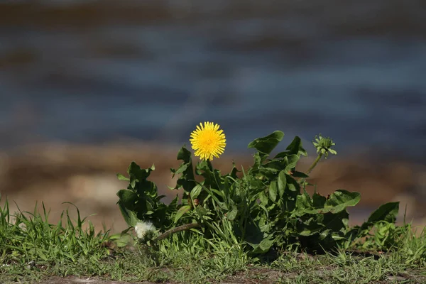 海沿いの黄色いタンポポ — ストック写真
