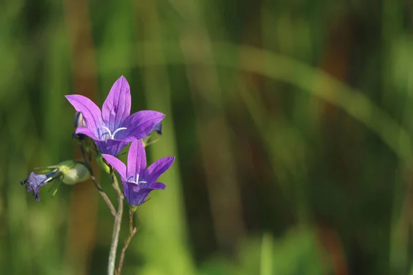 芝生の上の紫色の鐘 — ストック写真