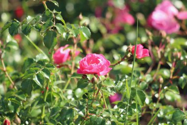 çiçekli gül çalılar yakın çekim