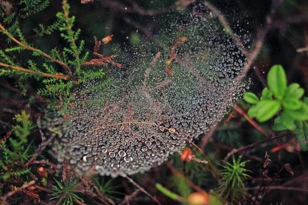 Tautropfen Auf Spinnennetz — Stockfoto