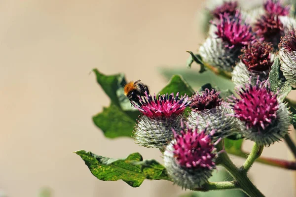 アザミの花の上を飛ぶ蜂 — ストック写真