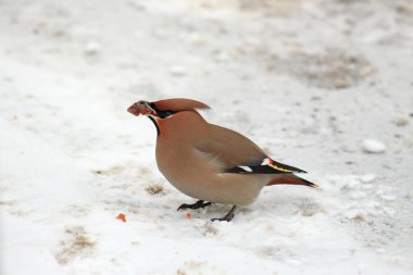 Waxwings Gaga bir üvez meyveleri ile