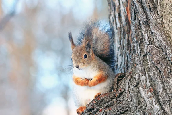 Ein Eichhörnchen Auf Einem Baum Winterpark — Stockfoto