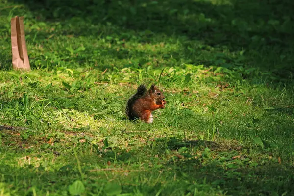 Red Squirrel Green Grass Royalty Free Stock Images