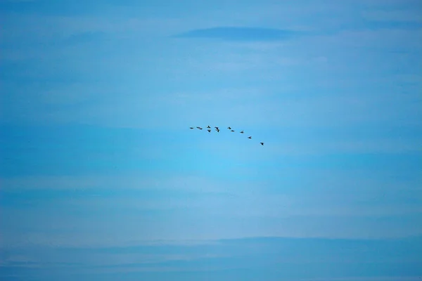 Flygande Flock Vildgäss Högt Skyn — Stockfoto