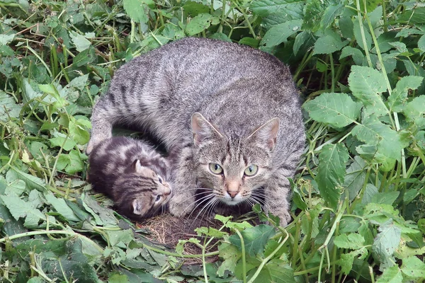 Кіт Кошенятами Зеленій Траві — стокове фото
