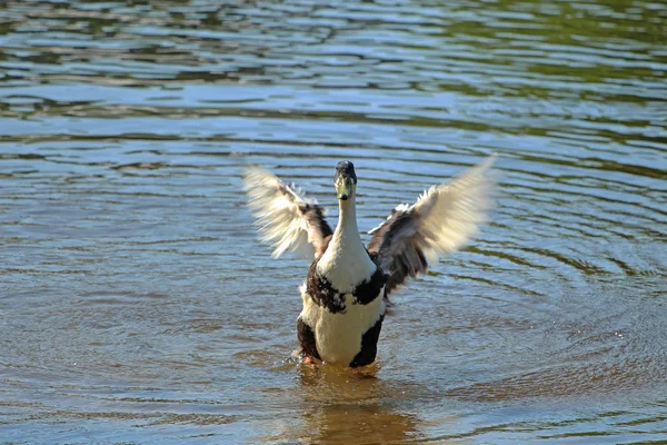 a goose waving its wings on the water