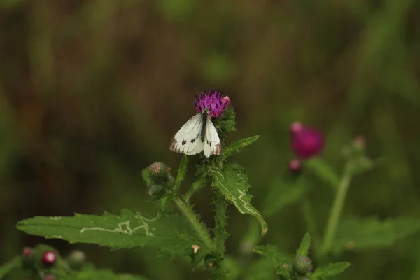 アザミの花に座って蝶 — ストック写真