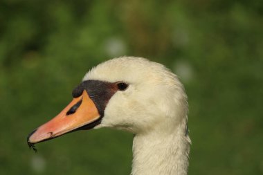 Beyaz bir kuğunun portresi