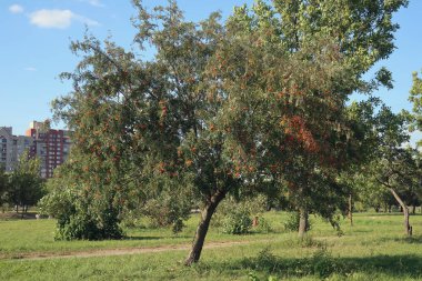 rowan ağacı ile meyveler demet
