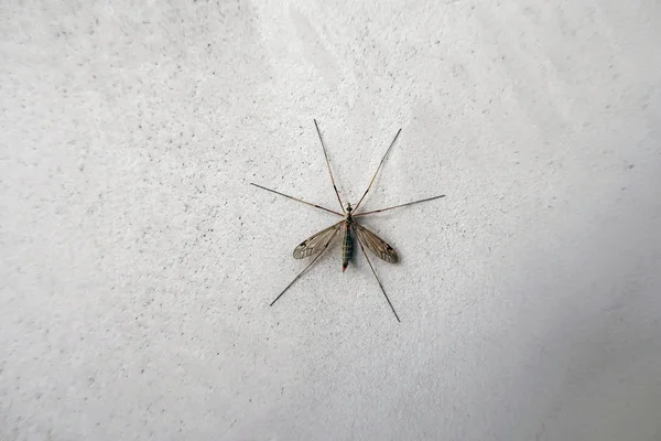 Mosquito Grande Pared —  Fotos de Stock