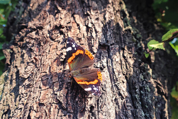бабочка на дереве
