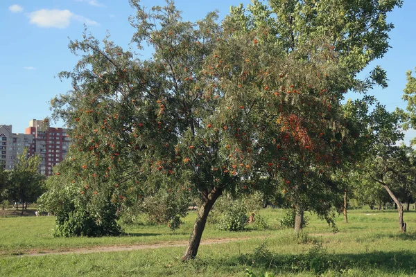 Uma Árvore Rowan Com Cachos Bagas — Fotografia de Stock