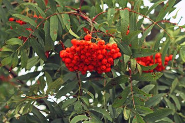 asılı bir şube dağ kül demet
