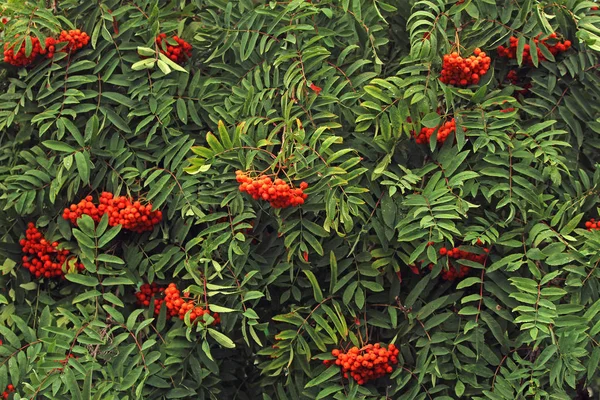 Trauben Von Ebereschen Auf Den Ästen Eines Baumes — Stockfoto