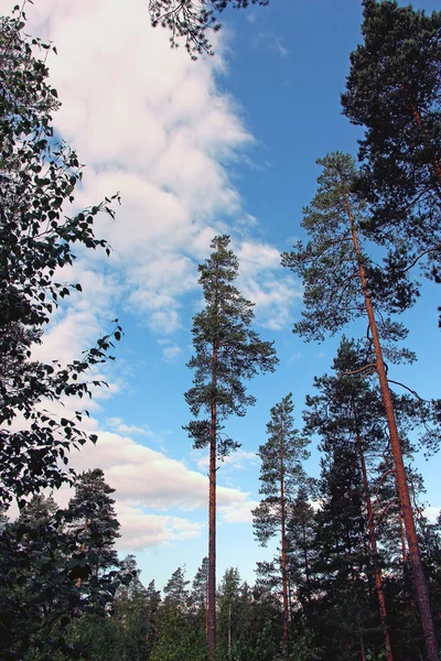 tall pine trees in the forest