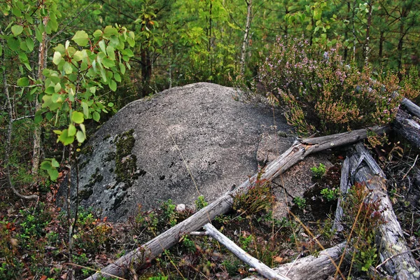 Une Grande Pierre Couverte Mousse Dans Forêt — Photo