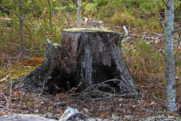 Pahýl Pokrytými Mechem Lese — Stock fotografie