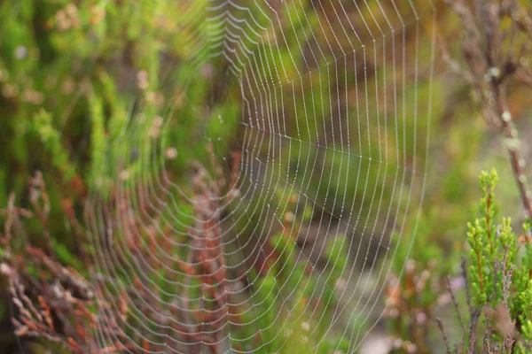 Tautropfen Auf Einem Spinnennetz Wald — Stockfoto